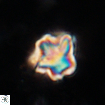 Olladiscoaster perplexus 30584