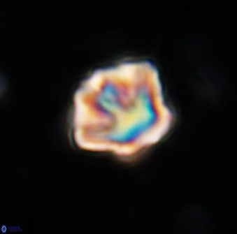 Olladiscoaster perplexus 30644