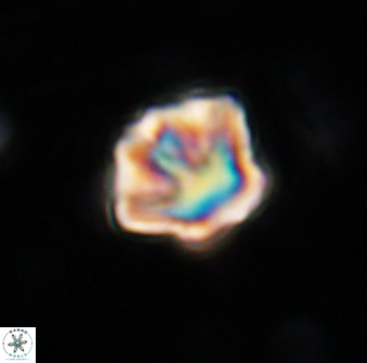 Olladiscoaster perplexus 30644