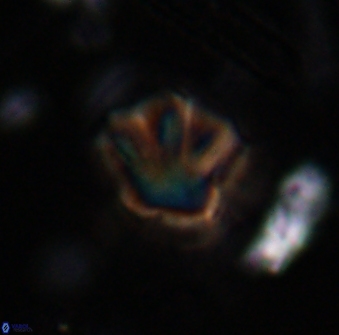 Olladiscoaster perplexus 30646