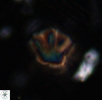 Olladiscoaster perplexus 30646