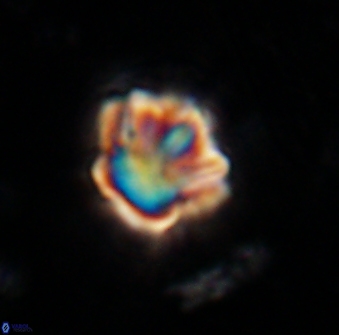 Olladiscoaster perplexus 30647