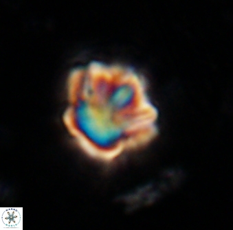 Olladiscoaster perplexus 30647