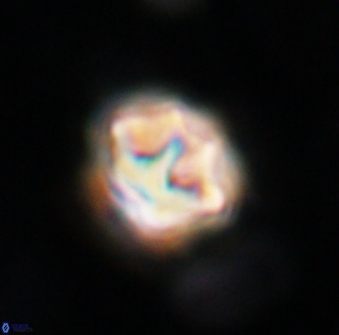 Olladiscoaster perplexus 30651