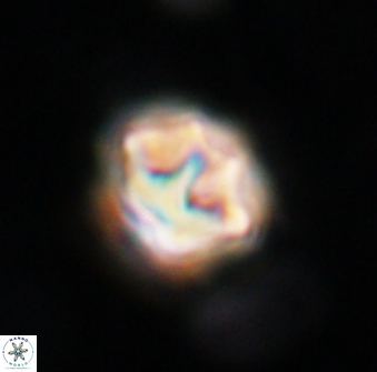 Olladiscoaster perplexus 30651