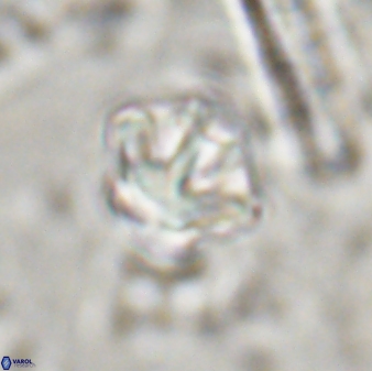 Olladiscoaster perplexus 30653