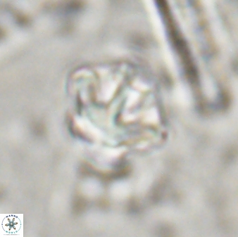 Olladiscoaster perplexus 30653