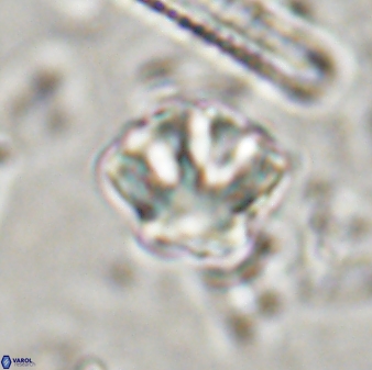 Olladiscoaster perplexus 30657