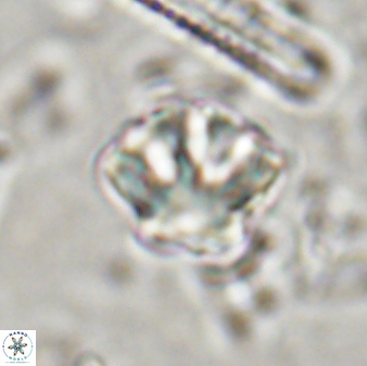 Olladiscoaster perplexus 30657