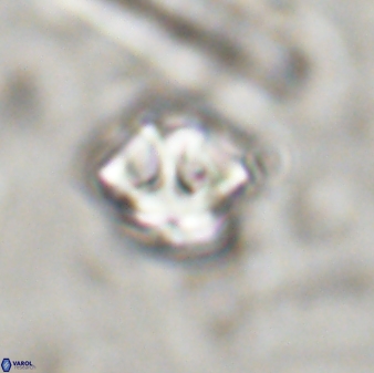 Olladiscoaster perplexus 30658