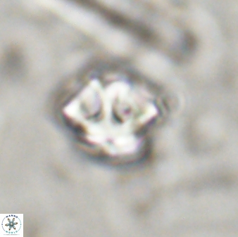 Olladiscoaster perplexus 30658