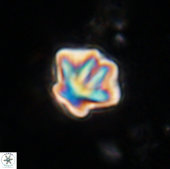 Olladiscoaster perplexus 30785