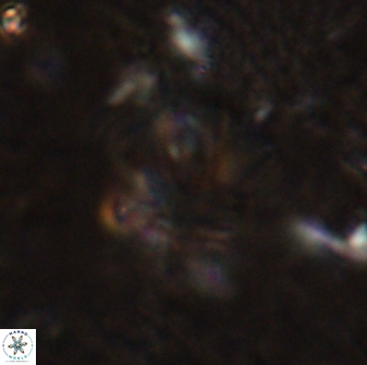 Olladiscoaster perplexus 30788