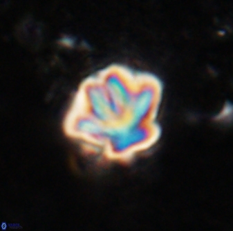 Olladiscoaster perplexus 30790