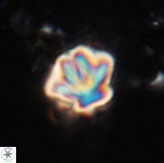 Olladiscoaster perplexus 30790