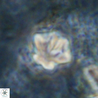 Olladiscoaster perplexus 30794