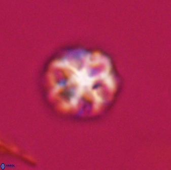 Olladiscoaster perplexus 32400