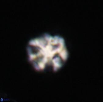 Olladiscoaster perplexus 32401