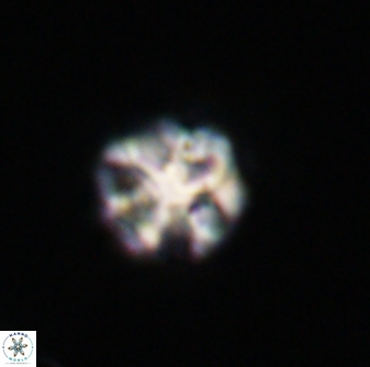 Olladiscoaster perplexus 32401