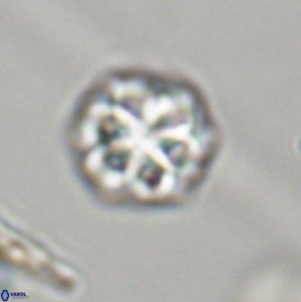 Olladiscoaster perplexus 32402