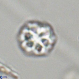 Olladiscoaster perplexus 32403