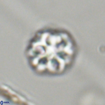 Olladiscoaster perplexus 32404