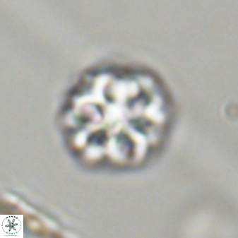 Olladiscoaster perplexus 32404
