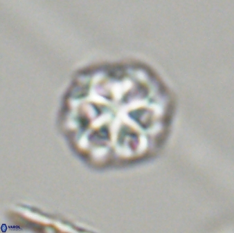 Olladiscoaster perplexus 32405