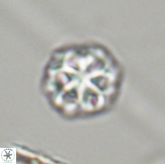 Olladiscoaster perplexus 32405