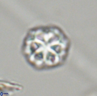 Olladiscoaster perplexus 32406