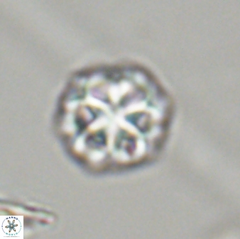 Olladiscoaster perplexus 32406