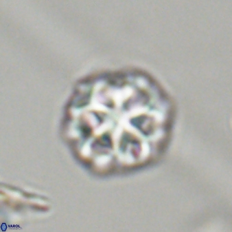 Olladiscoaster perplexus 32407