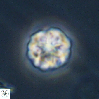 Olladiscoaster perplexus 32410