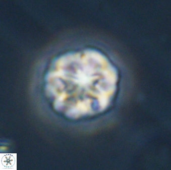 Olladiscoaster perplexus 32411