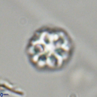 Olladiscoaster perplexus 32413