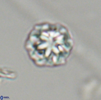 Olladiscoaster perplexus 32414