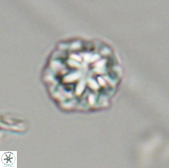 Olladiscoaster perplexus 32414