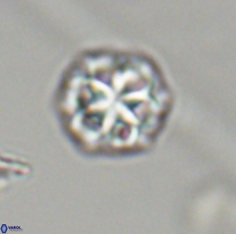 Olladiscoaster perplexus 32415