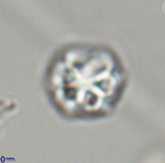 Olladiscoaster perplexus 32416