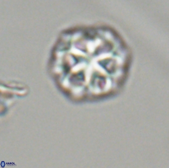 Olladiscoaster perplexus 32418