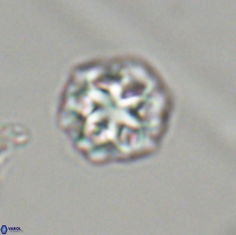 Olladiscoaster perplexus 32419