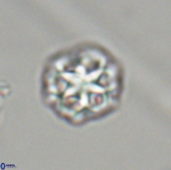 Olladiscoaster perplexus 32420