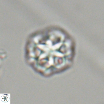 Olladiscoaster perplexus 32420