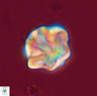 Olladiscoaster perplexus 32469