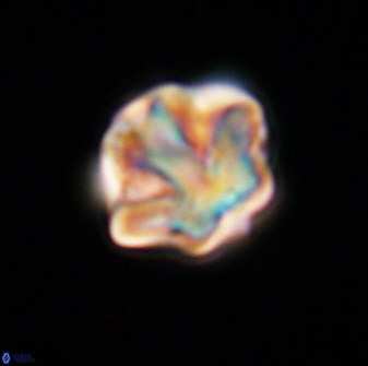 Olladiscoaster perplexus 32470