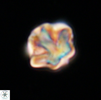 Olladiscoaster perplexus 32470