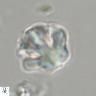 Olladiscoaster perplexus 32471