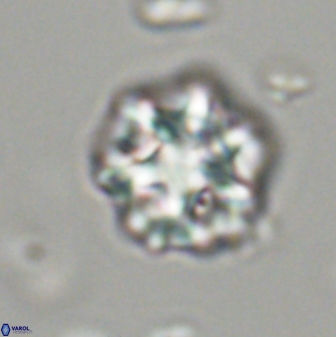 Olladiscoaster perplexus 32473