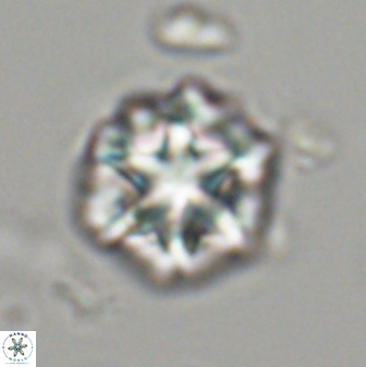 Olladiscoaster perplexus 32474