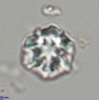 Olladiscoaster perplexus 32475